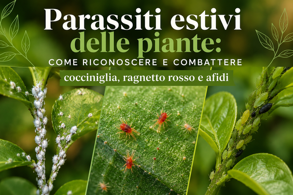 Parassiti estivi delle piante: come riconoscere e combattere cocciniglia, ragnetto rosso e afidi