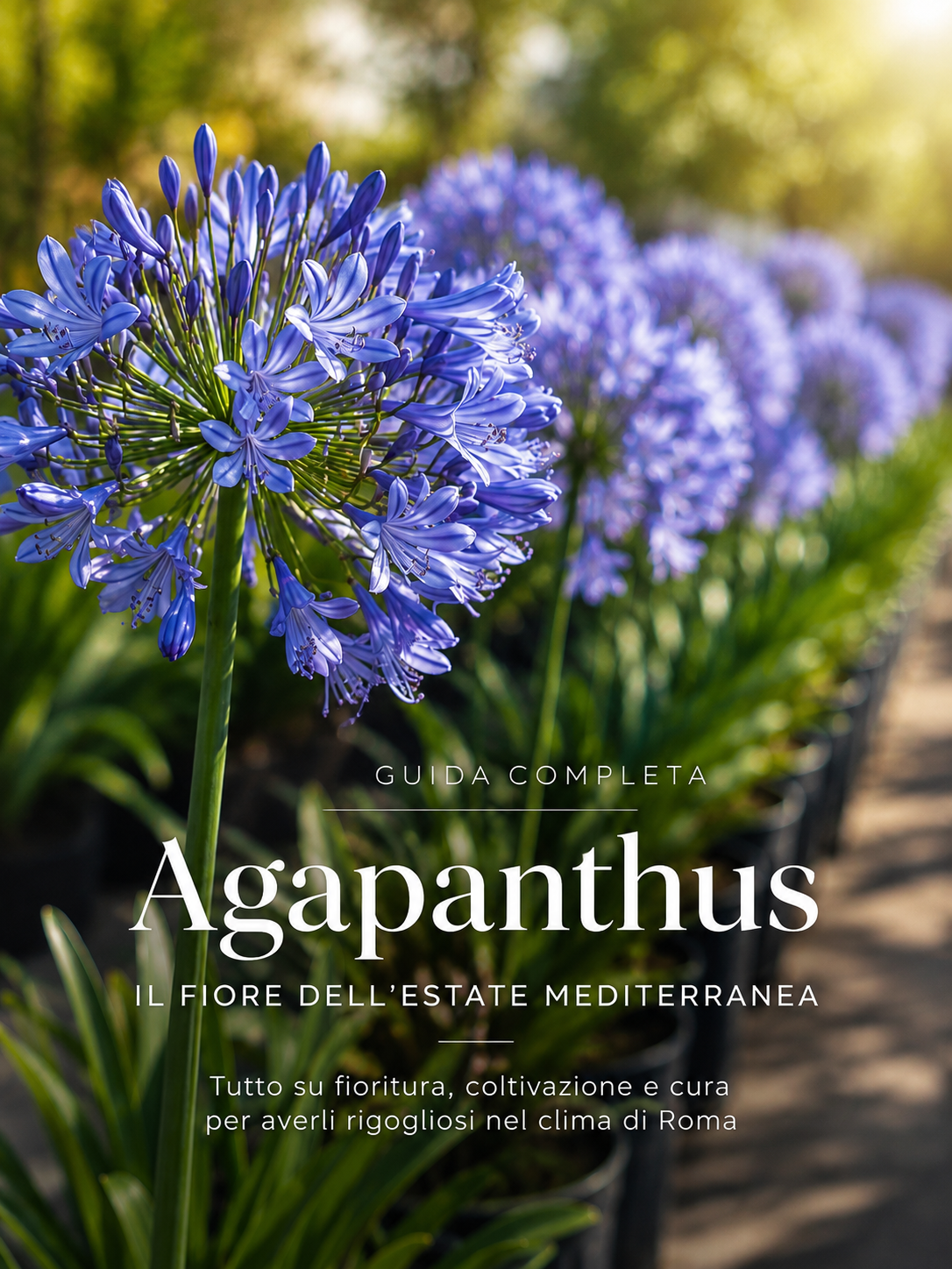 Agapanthus: il fiore dell’amore che Monet dipingeva nel suo giardino