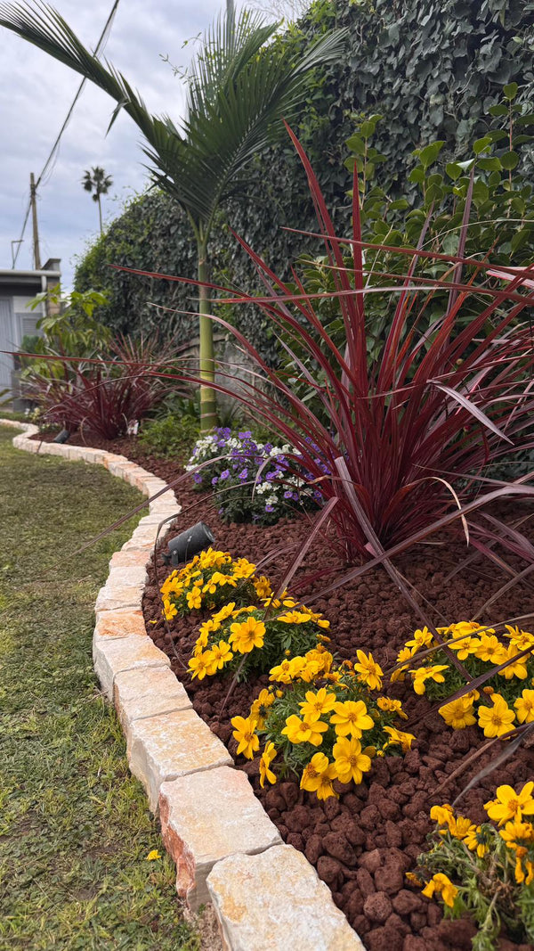 Realizzazione giardino sub-tropicale a Roma Sud: Schefflera actinophylla, Archontophoenix e Cordyline su pacciamatura in lapillo vulcanico.